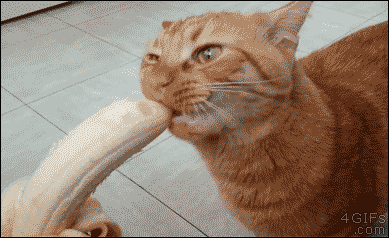 Imagem em movimento de um gato a comer a ponta de uma banana descascada. Ele lambe, morde e parece muito satisfeito com sua alimentação.